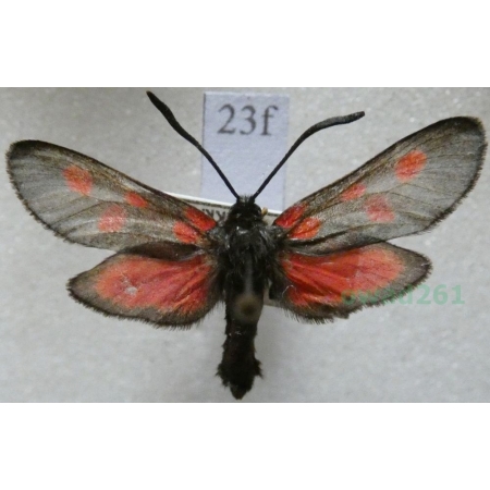 Zygaena trifolii (Esper, 1783) Kraśnik pięcioplamek Czech23f